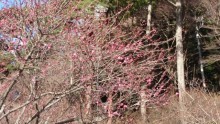 熱海梅園梅まつり　開花・イベント情報