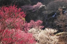 「あたみ桜」「熱海梅園」開花状況