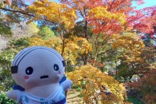 「熱海梅園もみじまつり」