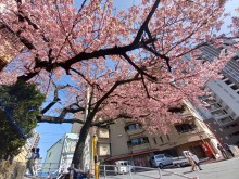 坂町の寺桜