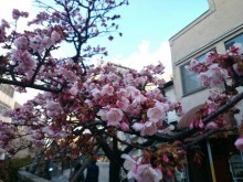 第４回糸川桜まつり