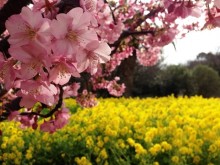 初島の桜、菜の花