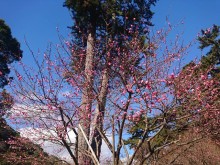 1月5日(土）「第75回熱海梅園梅まつり」