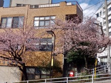坂町の寺桜