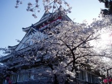 熱海城桜まつり