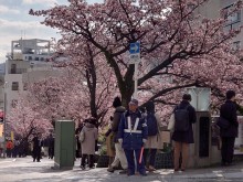 糸川あたみ桜