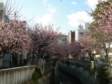 「熱海梅園梅まつり」「あたみ桜糸川桜まつり」