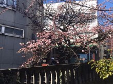 糸川桜まつり開催中