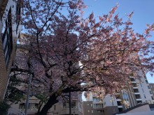 坂町の寺桜