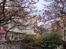 あたみ桜開花状況‼