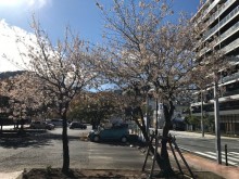 熱海の早咲き桜