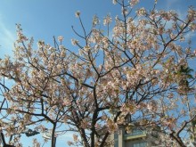 熱海市内各所で桜が見ごろです。