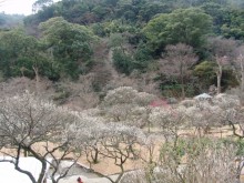 【熱海梅園梅まつり】