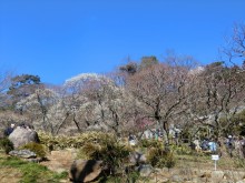 熱海梅園梅まつり