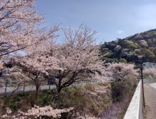 熱海梅園前の桜
