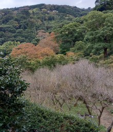 第37回熱海梅園もみじまつり