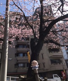 坂町の寺桜見頃です!(^^)!
