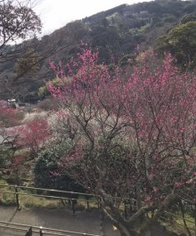 熱海梅園