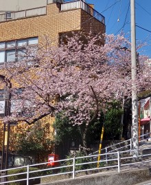 桜が見頃を迎えています‼