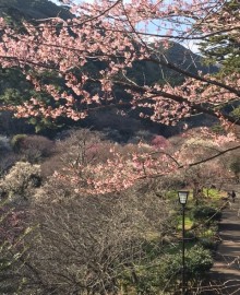 熱海は今花盛り