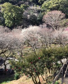 熱海梅園梅まつり開催中