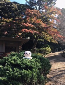 熱海梅園もみじまつり