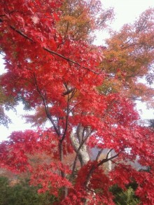 熱海梅園もみじまつり　梅園ガイド