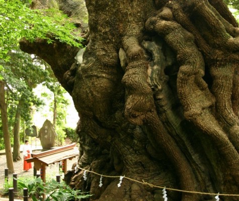 来宮神社（大楠）