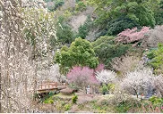 熱海梅園