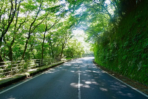 陽光が木々の間から差し込む、緑豊かな山道のドライブ風景。