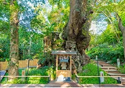 来宮神社