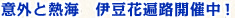 意外と熱海　伊豆花遍路開催中！